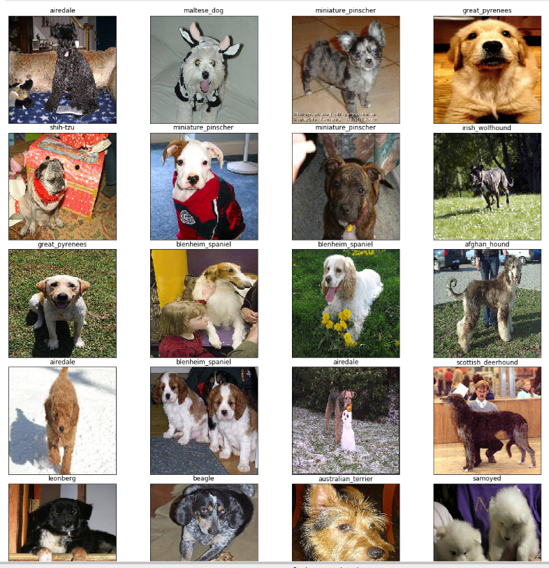 ../_images/dog_breed_prediction_20_output.png